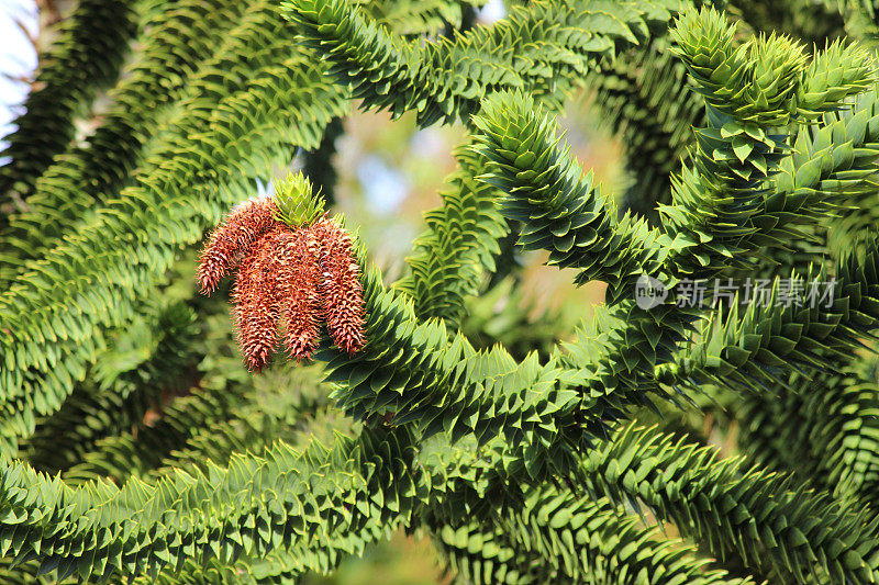 猴子拼图树枝，种子-球果/花(智利松/ Araucaria araucana)